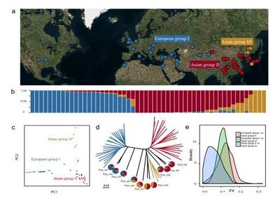 南京農(nóng)業(yè)大學(xué)梨課題組揭示梨的起源、分化與馴化歷程